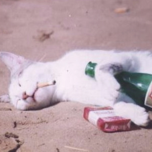 Funny Cat Pictures #4