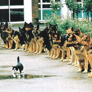 Funny Cat Pictures #1