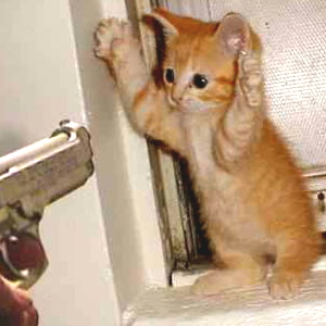 Funny Cat Pictures #2