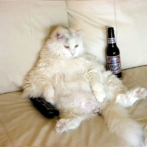 Funny Cat Pictures #3