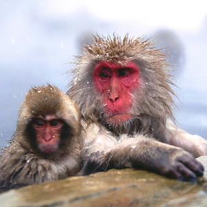 Funny Monkey Pictures #3