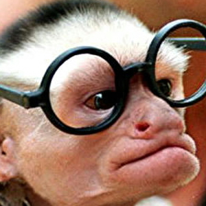Funny Monkey Pictures #4