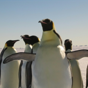 Funny Penguin Pictures #1