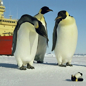 Funny Penguin Pictures #3